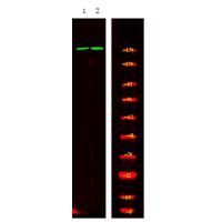 TOPBP1 (Phospho-Ser1159) Antibody