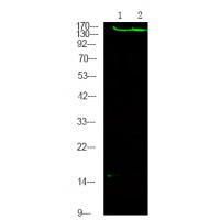 ROCK2 (Phospho-Tyr722) antibody