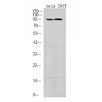 STAT5A/B (Phospho-Ser725/730) Antibody