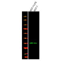 Cyclin D1 (Phospho-Ser90) Antibody