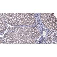 LRP6 (Phospho-Thr1479) Antibody