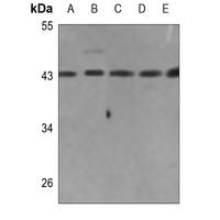 EMID2 Antibody