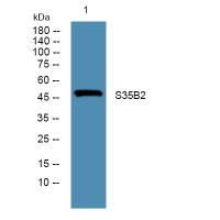 SLC35B2 Antibody