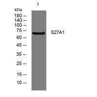 FATP1 Antibody