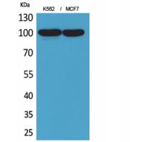 CD203c Antibody