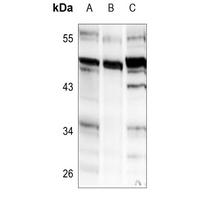 COLQ Antibody