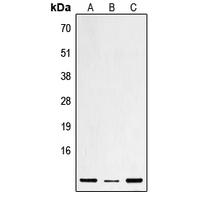 Defensin β1 Antibody