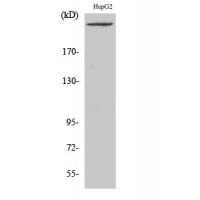 PIP5K Antibody