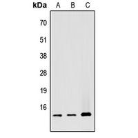 ATP5G1 Antibody