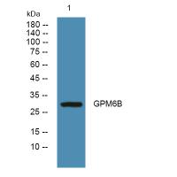 GPM6B Antibody