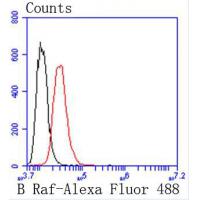 B Raf Rabbit mAb