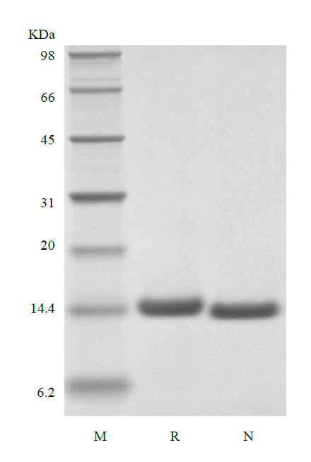 Recombinant Human Interleukin-2 Cys125Ser