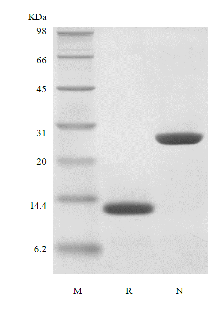 Recombinant Human Interleukin-5