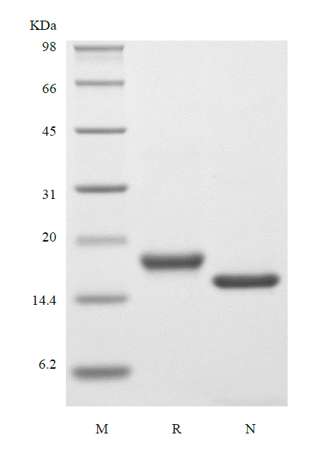 Recombinant Human Interleukin-7