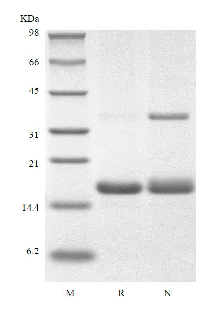 Recombinant Human Interleukin-16, 130 a.a.