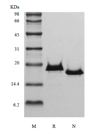 Recombinant Human Interleukin-17B