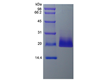 Recombinant Human 4-1BB Ligand/TNFSF9