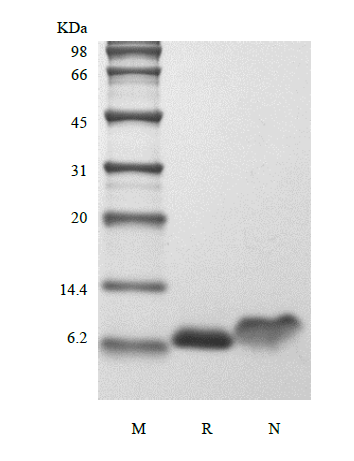 Recombinant Human Insulin-like Growth Factor-1, 15N Stable Isotope Labeled