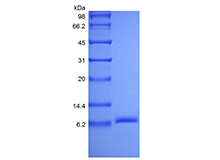 Recombinant Human Insulin-like Growth factor-2