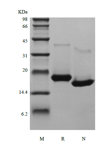 Recombinant Human Interferon-omega