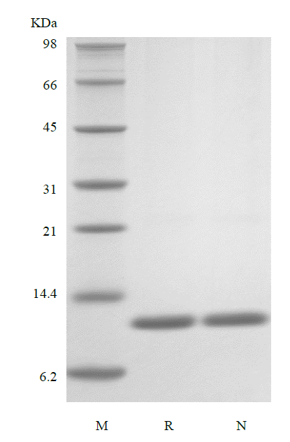 Recombinant Rat Interleukin-13