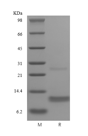 Recombinant Human Macrophage Inflammatory Protein-1 beta/CCL4