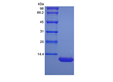 Recombinant Murine LPS-induced CXC Chemokine/CXCL5