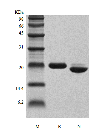 Recombinant Human Growth Hormone