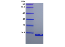 Recombinant Human Parathyroid Hormone 7-84