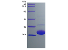 Recombinant Human Cu/Zn Superoxide Dismutase