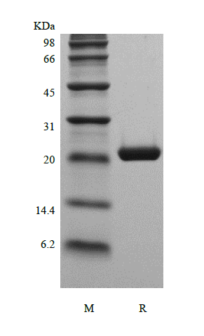 Recombinant Murine Cardiotrophin-1