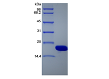 Recombinant Single-stranded DNA Binding Protein