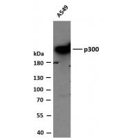 p300 (PTR2540) Mouse mAb