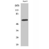 GABAA Rα4 Polyclonal Antibody