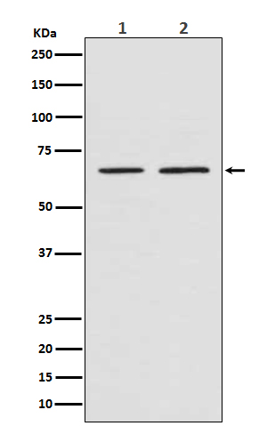 Smad4 Rabbit mAb