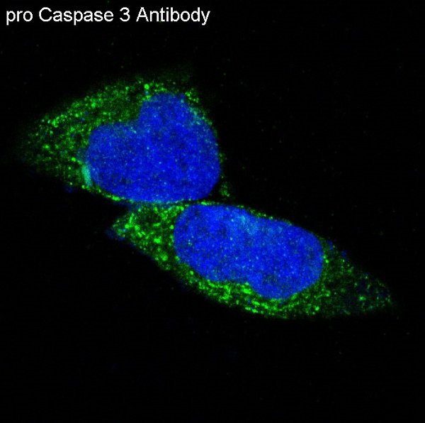 pro Caspase 3 Rabbit mAb