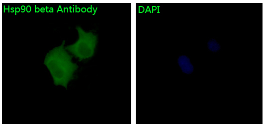 Hsp90 beta Rabbit mAb