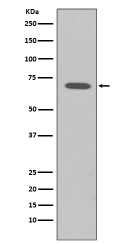Raf1 Rabbit mAb