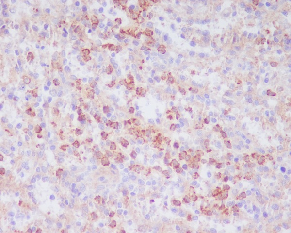 CD63 Rabbit mAb 