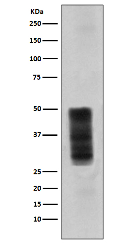 CD63 Rabbit mAb 