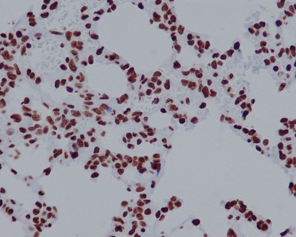 Histone H2A.X Rabbit mAb