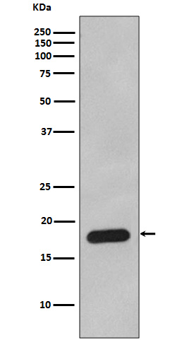 Cyclophilin B Rabbit mAb 