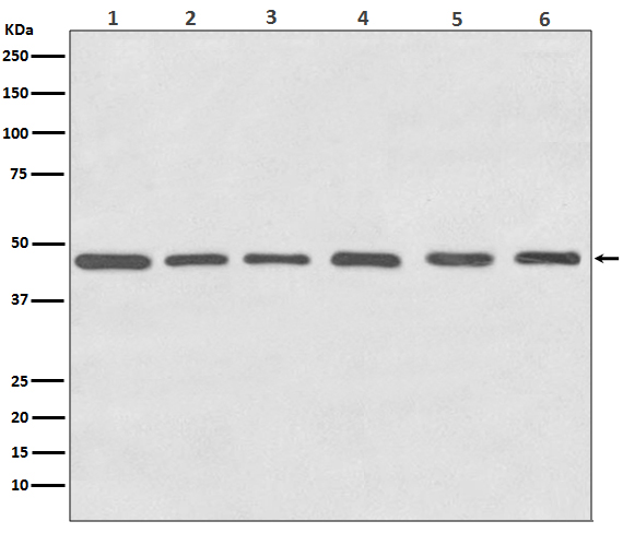 Tubulin gamma Rabbit mAb