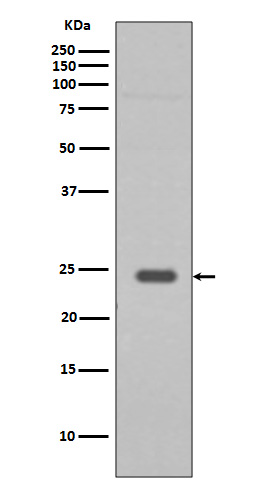 Rab9 Rabbit mAb