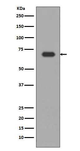 Alas1 Rabbit mAb