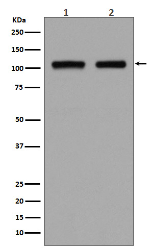 DGCR8 Rabbit mAb