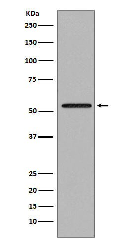 Smad2 Rabbit mAb