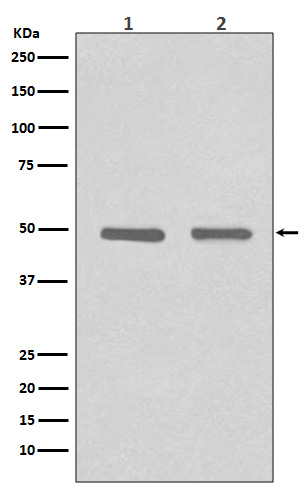 HDAC3 Rabbit mAb