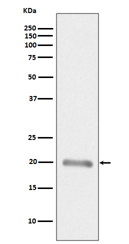 MLANA Rabbit mAb