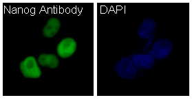 Nanog Rabbit mAb